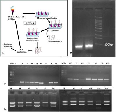 Novel ssDNA Ligand Against Ovarian <mark class="highlighted">Cancer Biomarker</mark> CA125 With Promising Diagnostic Potential